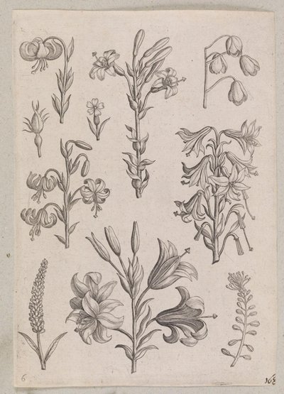 zambaklar by Adriaen Collaert