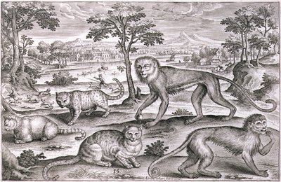 Üç Kedi ve İki Maymun (gravür) by Adriaen Collaert