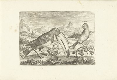 Bir manzara içinde iki egzotik kuş Kuşlar (dizi adı) Avium vivae (dizi adı) by Adriaen Collaert