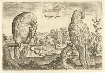 Bir manzara içinde iki papağan Avium Vivae (dizi adı) Kuşlar (dizi adı) by Adriaen Collaert