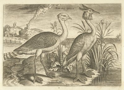 Bir manzarada yürüyen iki kuş Kuşlar (dizi adı) Avivm vivae (dizi adı) by Adriaen Collaert