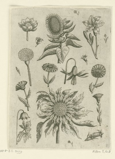 Ayçiçeği ve diğer çiçekler. Florilegium (dizi adı) by Adriaen Collaert