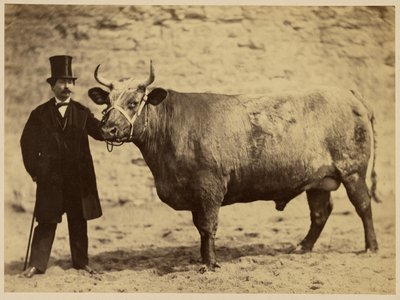 Boeuf Durham Charolais by Adrien Alban Tournachon