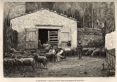 Koyun ticareti, çiftliğin tüm personeli, çocuk, hizmetçi, çobanın gözetiminde, A.Marie