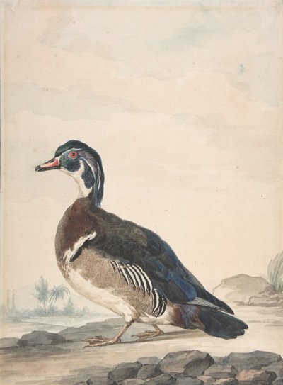 Bir Ördek, 1725-92. by Aert Schouman
