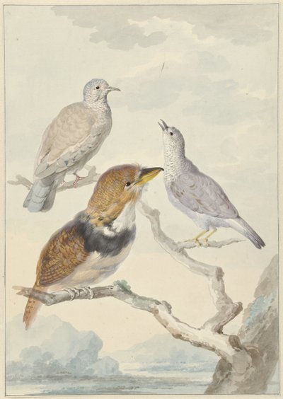 Üç kuş, iki İnka güvercini ve yakalı sakallı guguk kuşu by Aert Schouman