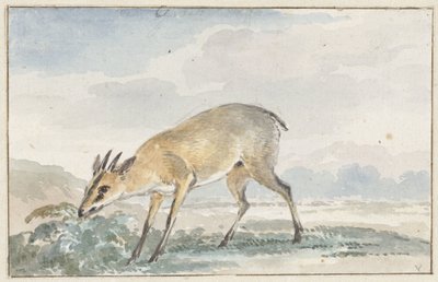 Gine tavuğu veya Sylvicapra Grimmia by Aert Schouman