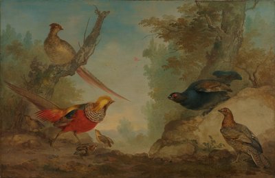 sülün by Aert Schouman