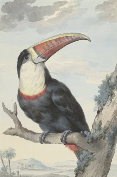 Kırmızı gagalı Toucan, 1748 by Aert Schouman