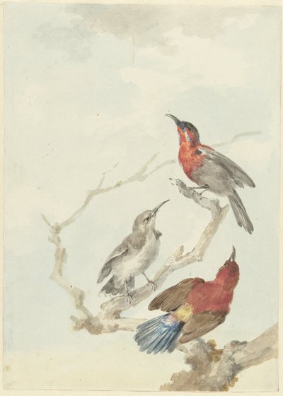 Üç Kızıl Güneş Kuşu by Aert Schouman