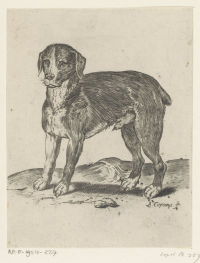 ayakta köpek by Agostino Carracci