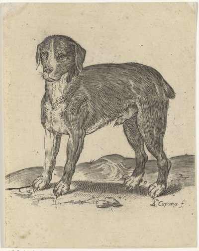 ayakta köpek by Agostino Carracci