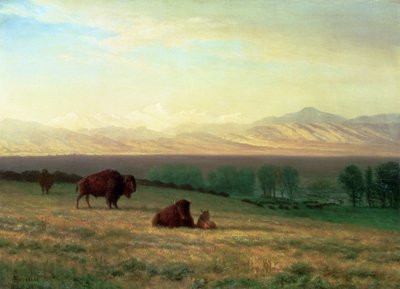 Bufalo on the Plains, 1890 dolayları by Albert Bierstadt