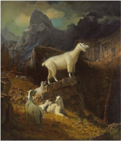 Kayalık Dağ Keçileri, 1885 dolayları (tuval üzerine yağlı boya) by Albert Bierstadt