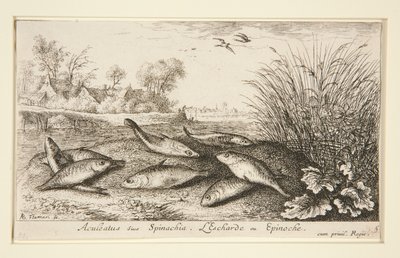 Aculeatus veya Ispanak. L by Albert Flamen