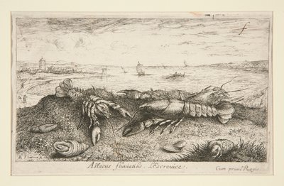 Astacus flurialis L by Albert Flamen