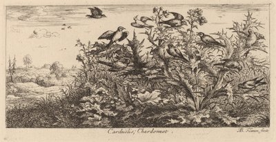 Carduelis, Saka Kuşu by Albert Flamen