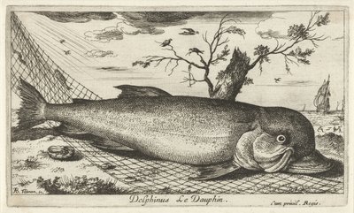 Balık ağındaki yunus Delphinus Le Dauphin. (nesne üzerindeki başlık) Balık ve diğer deniz canlıları - tuzlu su üçüncü serisi (dizi başlığı) Poissons de mer (dizi adı) by Albert Flamen