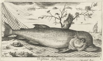 Balık ağındaki yunus Delphinus Le Dauphin. (nesne üzerindeki başlık) Balık ve diğer deniz canlıları - tuzlu su üçüncü serisi (dizi başlığı) Poissons de mer (dizi adı) by Albert Flamen