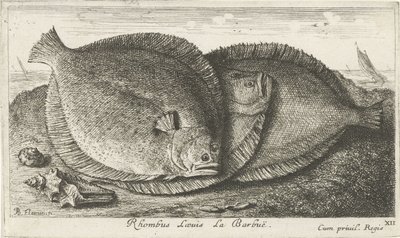 Sahilde üç civciv Rhombus Laeuis La Barbuë (nesne üzerindeki başlık) Balık ve diğer deniz canlıları - tuzlu su üçüncü serisi (dizi başlığı) Poissons de mer (dizi adı) by Albert Flamen