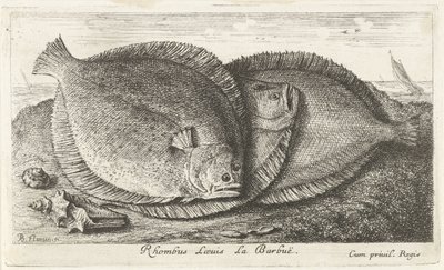 Sahilde üç civciv Rhombus Laeuis La Barbuë (nesne üzerindeki başlık) Balık ve diğer deniz canlıları - tuzlu su üçüncü serisi (dizi başlığı) Poissons de mer (dizi adı) by Albert Flamen