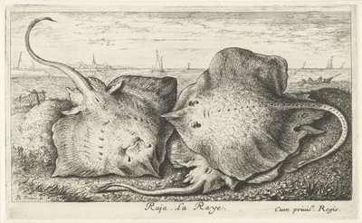 Sahilde üç ışınları raja. La Raye. (nesne üzerindeki başlık) Balık ve diğer deniz canlıları - tuzlu su ikinci serisi (dizi başlığı) Poissons de mer (dizi adı) by Albert Flamen