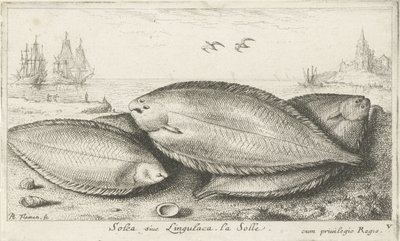 Sahilde üç taban Solea siue Lingulaca. La Solle. (nesne üzerindeki başlık) Balık ve diğer deniz canlıları - tuzlu su üçüncü serisi (dizi başlığı) Poissons de mer (dizi adı) by Albert Flamen