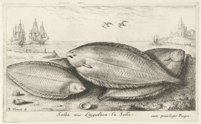 Sahilde üç taban Solea siue Lingulaca. La Solle. (nesne üzerindeki başlık) Balık ve diğer deniz canlıları - tuzlu su üçüncü serisi (dizi başlığı) Poissons de mer (dizi adı) by Albert Flamen