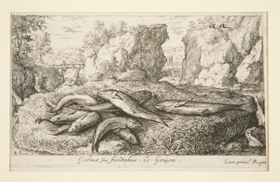 Gabius veya fundulus Le Goujon by Albert Flamen