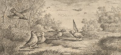 Garrulus, Gey Jay: Livre d