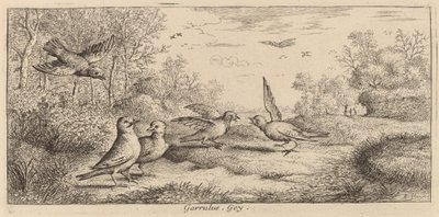 Garrulus, Jay by Albert Flamen