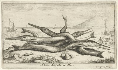 Sahilde sabitlenmiş Admos. Lesguille de Mer. (nesne üzerindeki başlık) Balık ve diğer deniz canlıları - tuzlu su üçüncü serisi (dizi başlığı) Poissons de mer (dizi adı) by Albert Flamen