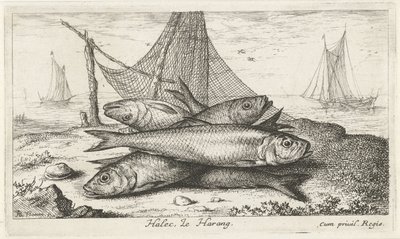 Bir balık ağındaki ringa balığı Halec, Le Harang. (nesne üzerindeki başlık) Balık ve diğer deniz canlıları - tuzlu su ikinci serisi (dizi başlığı) Poissons de mer (dizi adı) by Albert Flamen
