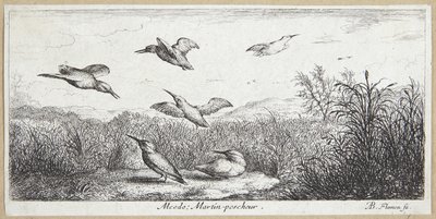 Yalıçapkını (Alcedo) by Albert Flamen