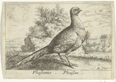 Landschap, fazant ile bir araya geldi Phasianus. Phaisan. (nesne üzerindeki başlık) Dertien vogelsoorten (dizi adı) Farklı kuş türleri (dizi başlığı) by Albert Flamen