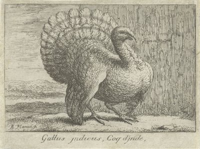 Landschap kalkoen ile tanıştı Gallus indicus, Coq d