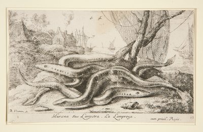 Muraena veya Lampetra. La Lamproye by Albert Flamen