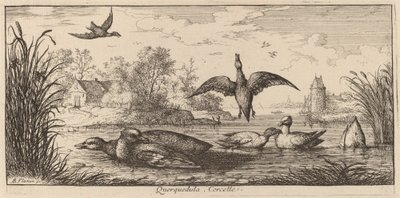 Querpedula, Deniz Mavisi by Albert Flamen