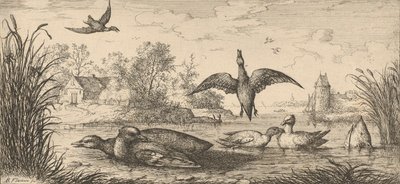 Querquedula, Cercelle Teal: Livre d