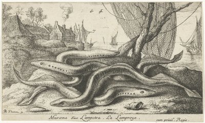 Bir bankada nehir lampreys Muraena siue Lampetra. LaLamproye. (nesne üzerindeki başlık) Balık ve diğer deniz canlıları - tatlı su ikinci serisi (dizi başlığı) İkinci parti de Poissons d