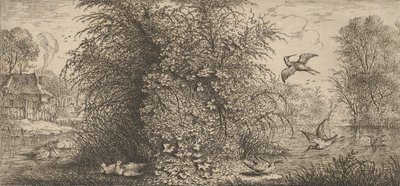 Rusticula minör, Beccassine Snipe: Livre d