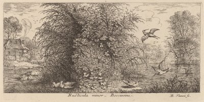 Rusticula minör, Su çulluğu by Albert Flamen