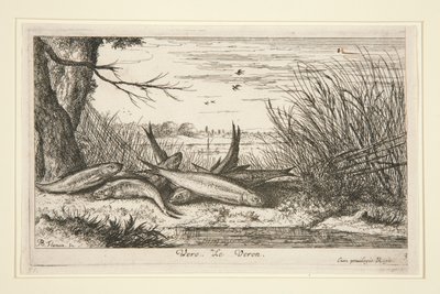 Tatlı Su Balığı serisinin ikinci bölümünden Loach. by Albert Flamen