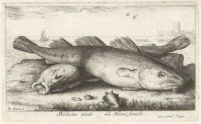 Sahilde iki morina Molucius piscis. Le Morue Fraiche. (nesne üzerindeki başlık) Balık ve diğer deniz canlıları - tuzlu su ikinci serisi (dizi başlığı) Poissons de mer (dizi adı) by Albert Flamen