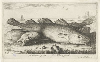 Sahilde iki morina Molucius piscis. Le Morue Fraiche. (nesne üzerindeki başlık) Balık ve diğer deniz canlıları - tuzlu su ikinci serisi (dizi başlığı) Poissons de mer (dizi adı) by Albert Flamen