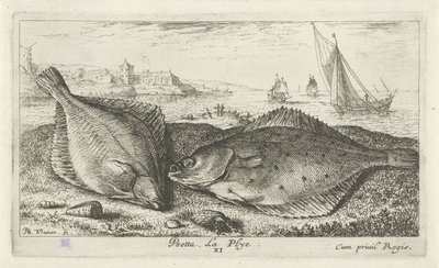 Sahilde iki yassı balık psetta. La Plye. (nesne üzerindeki başlık) Balık ve diğer deniz canlıları - tuzlu su ikinci serisi (dizi başlığı) Poissons de mer (dizi adı) by Albert Flamen