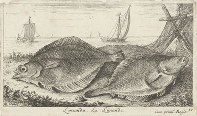 Sahilde iki dabs limanda. La Limande. (nesne üzerindeki başlık) Balık ve diğer deniz canlıları - tuzlu su üçüncü serisi (dizi başlığı) Poissons de mer (dizi adı) by Albert Flamen