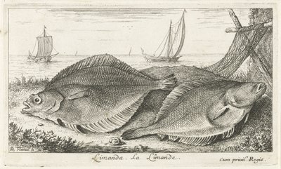 Sahilde iki dabs limanda. La Limande. (nesne üzerindeki başlık) Balık ve diğer deniz canlıları - tuzlu su üçüncü serisi (dizi başlığı) Poissons de mer (dizi adı) by Albert Flamen