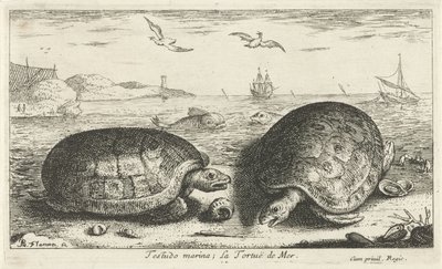 Sahilde iki kaplumbağa Testudo marina; La Tortuë de Mer (nesne üzerindeki başlık) Balık ve diğer deniz canlıları - tuzlu su ikinci serisi (dizi başlığı) Poissons de mer (dizi adı) by Albert Flamen