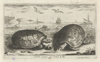 Sahilde iki kaplumbağa Testudo marina; La Tortuë de Mer (nesne üzerindeki başlık) Balık ve diğer deniz canlıları - tuzlu su ikinci serisi (dizi başlığı) Poissons de mer (dizi adı) by Albert Flamen